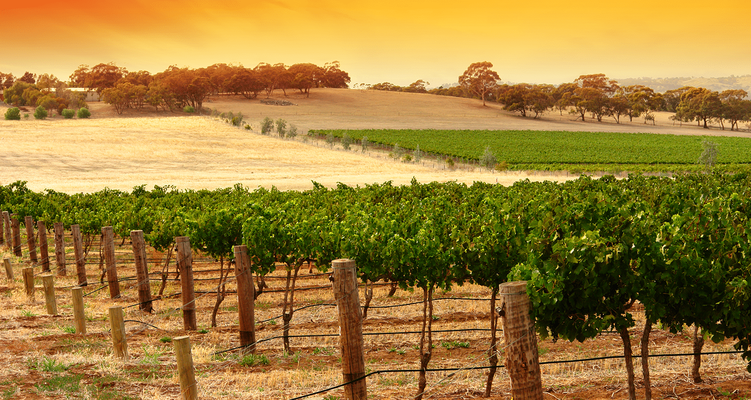 Weinberge Australien