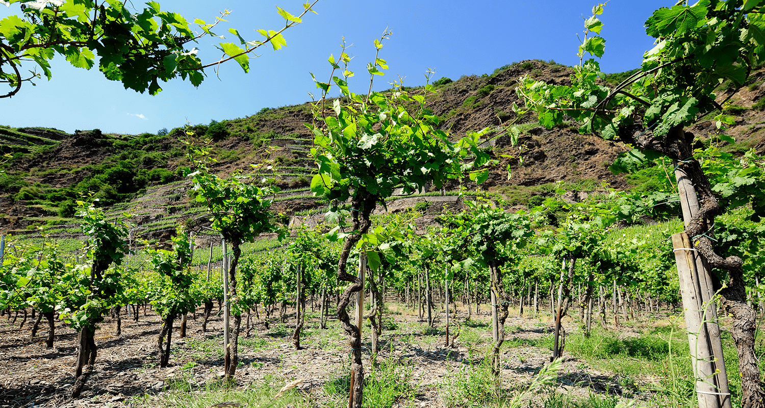 Klimawandel Wein Deutschland