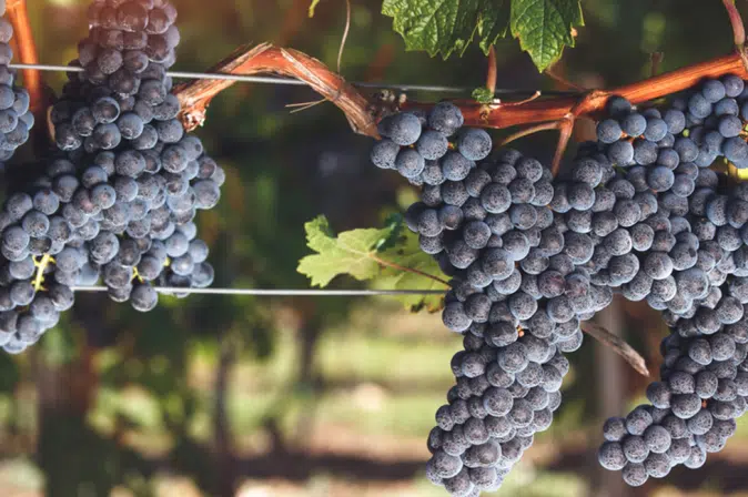 Corvinone Trauben