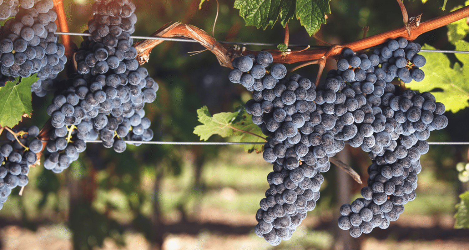 Corvinone: Alles Wissenswerte zur Rebsorte » Weinfreunde Magazin