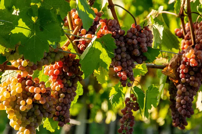 Weintrauben Assemblage