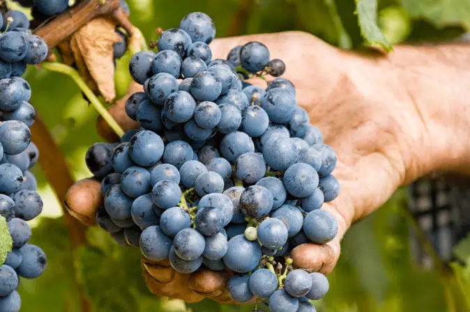 Hand mit roten Trauben