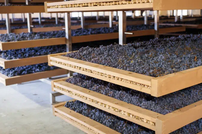 Trocknende Trauben auf Holzbrettern