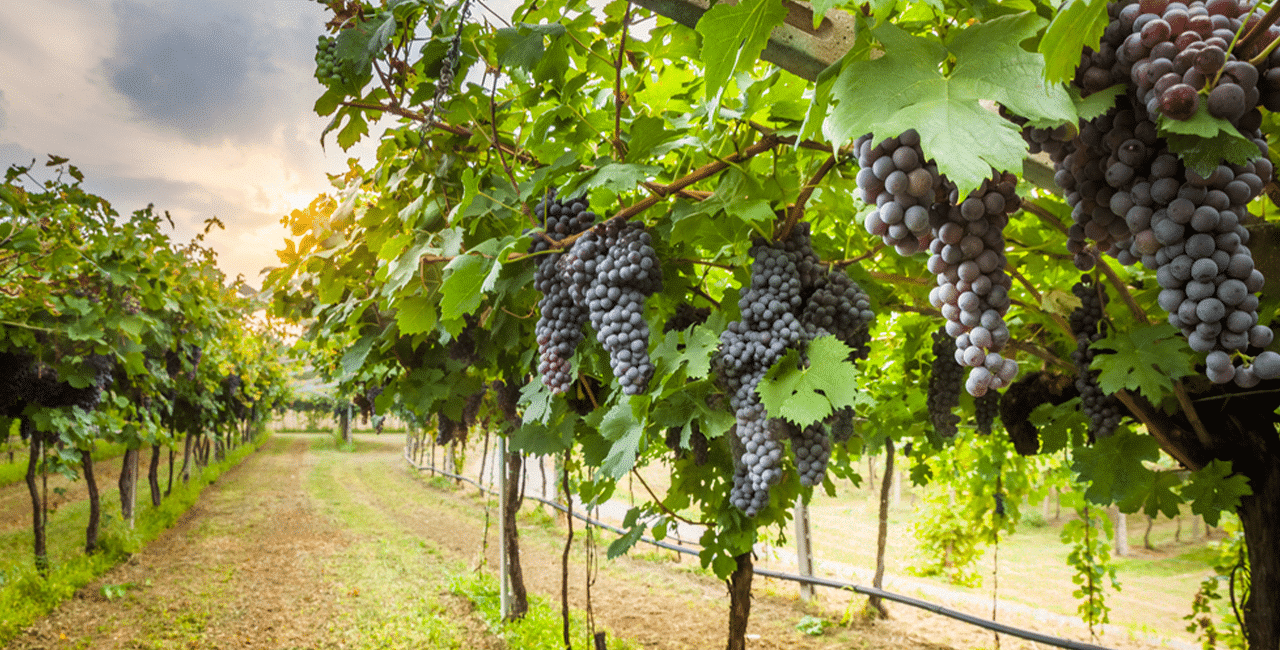 Weinberge im Sonnenschein