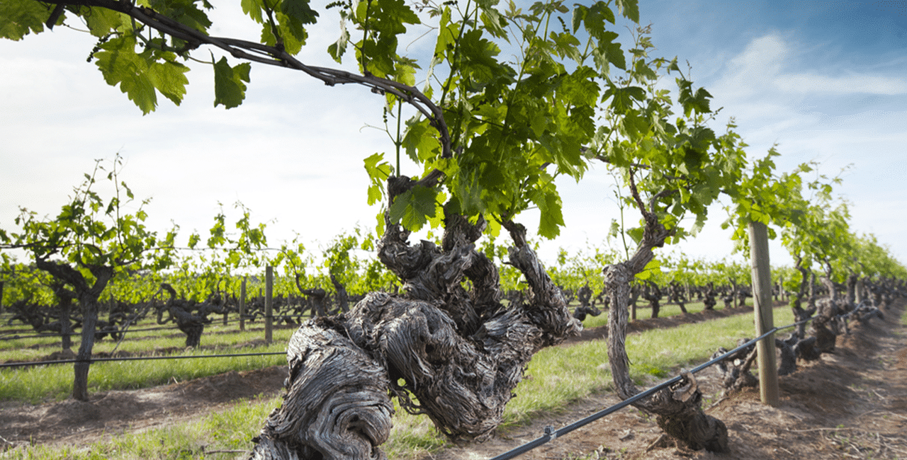 Weinberge inklusive der Böden