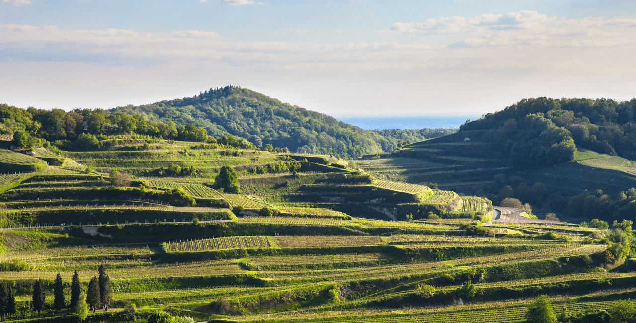 Weinlandschaft Deutschland