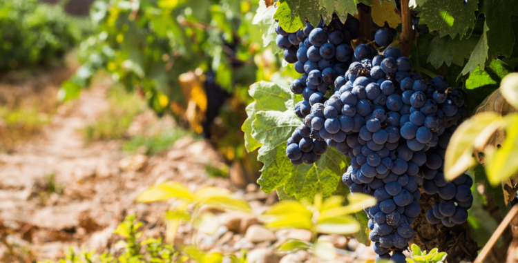 Die Rioja Spaniens Flagschiff » Weinfreunde Magazin