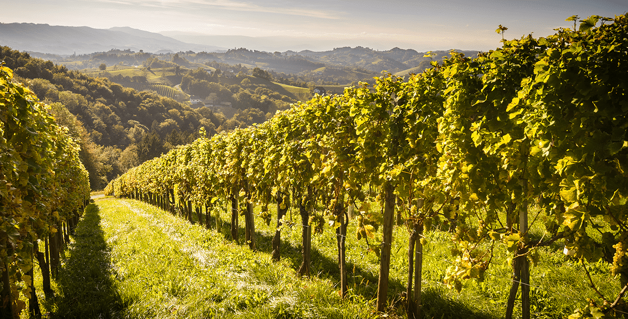 Weinregion Steiermark