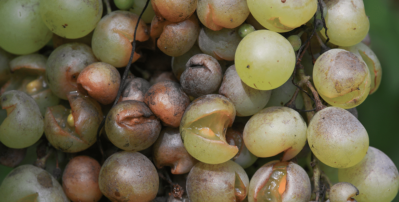 Vom Mehltau befallene Trauben