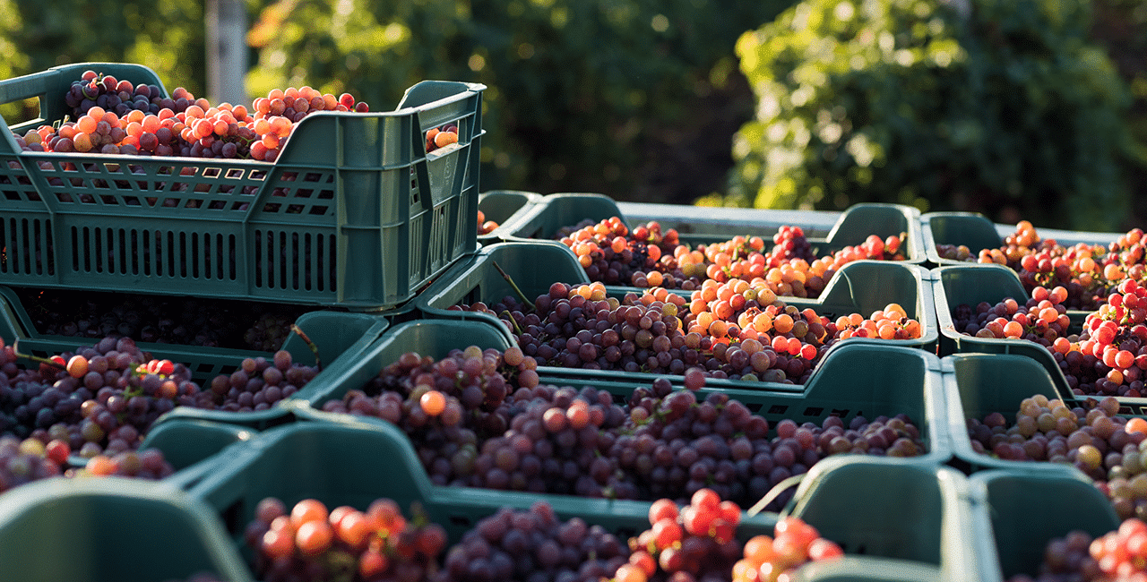 Rote Trauben in Kiste