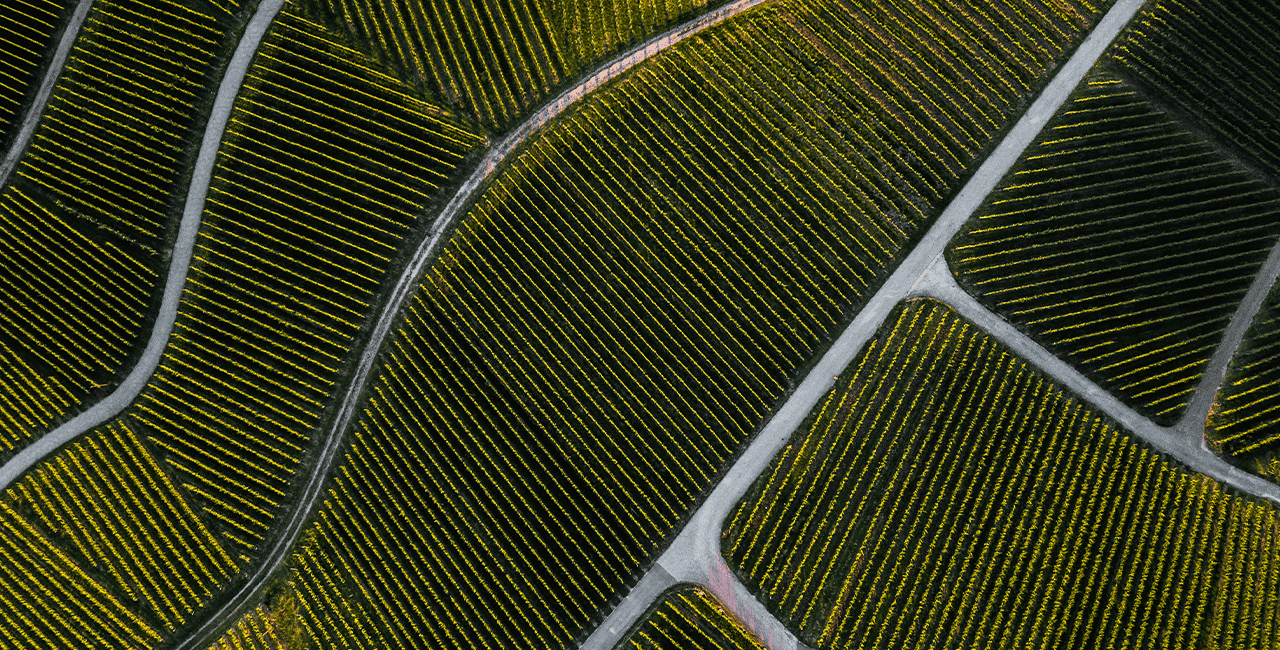 Weinberge