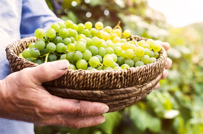 Grüne Trauben in Schale