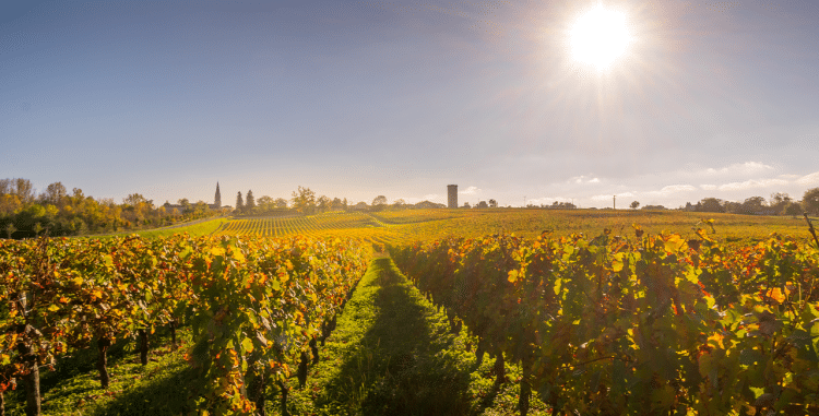Was ist ein Grand Cru? » Weinfreunde Magazin