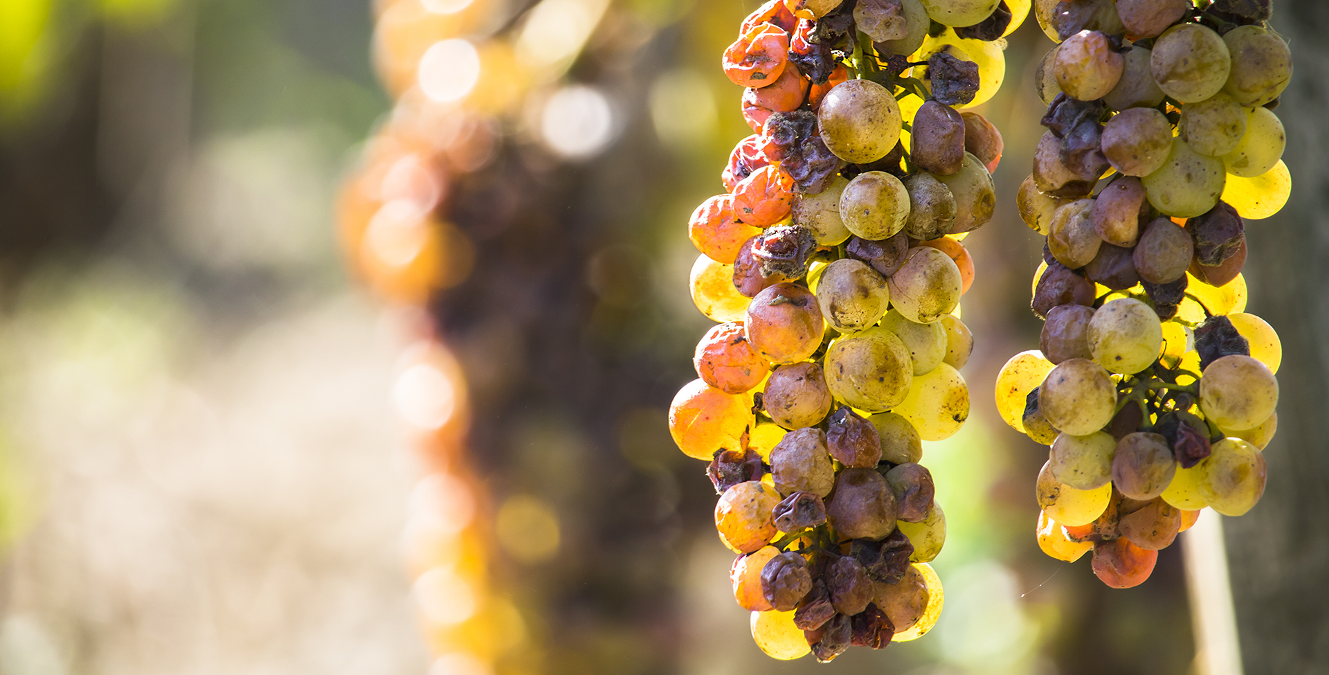 Botrytis Trauben