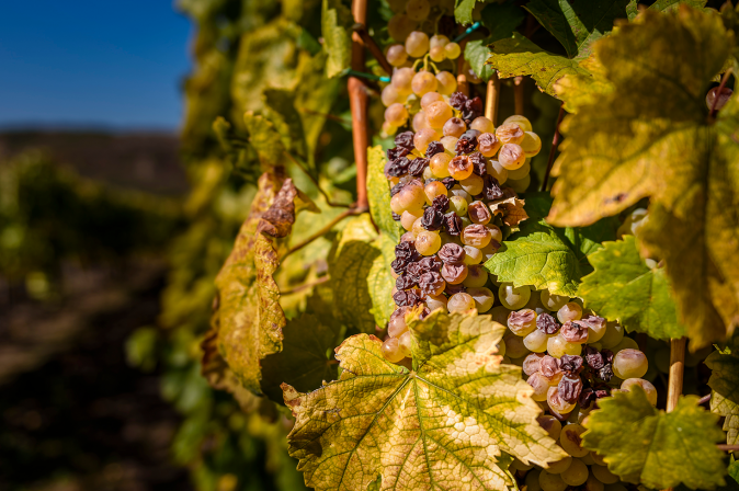 Beerenauslese Rebe