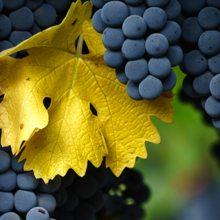 Alicante Bouschet