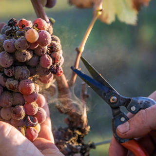 Trockenbeerenauslese