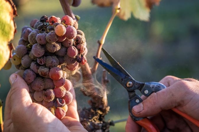 Trockenbeerenauslese