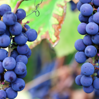 Cabernet Rebsorten