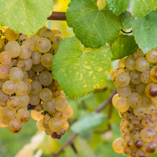 Spätlese Trauben