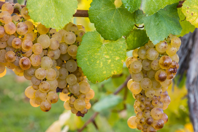 Spätlese Trauben