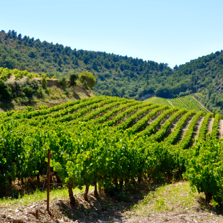 Weinberg in der Appellation Gigondas