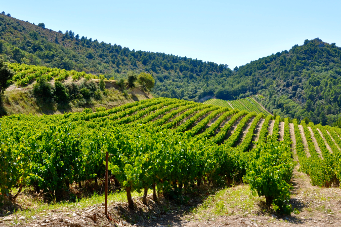 Weinberg in der Appellation Gigondas