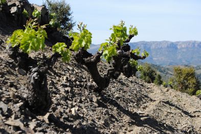 Celler de l'Encastell