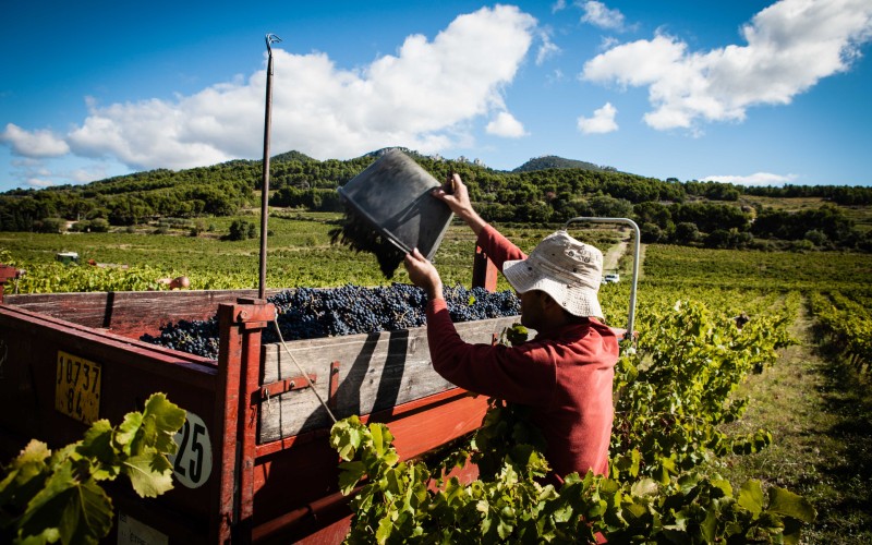 Terroir Daronton Rhonea