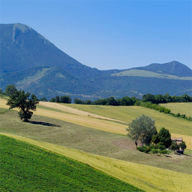 Cológnola - Tenuta Musone