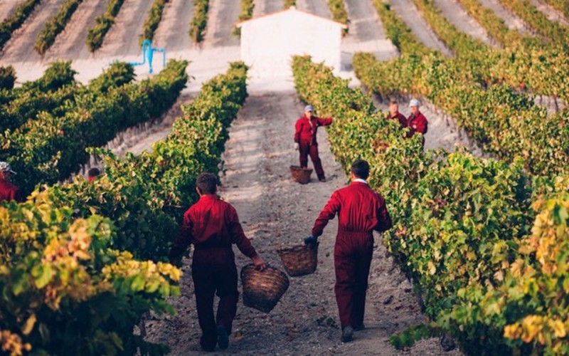 Bodegas El Ilusionista
