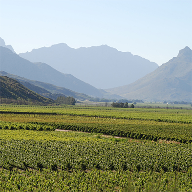 UniWines Vineyards