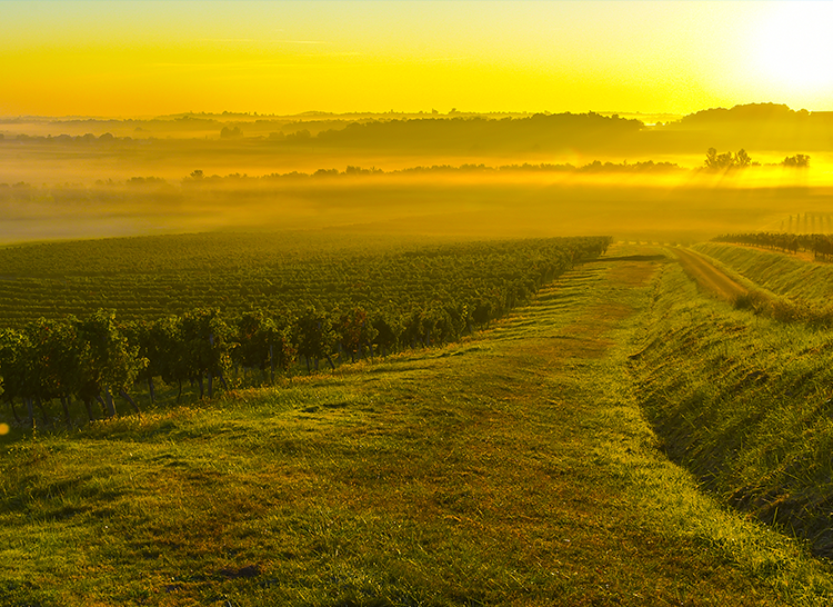 Haut-Bailly