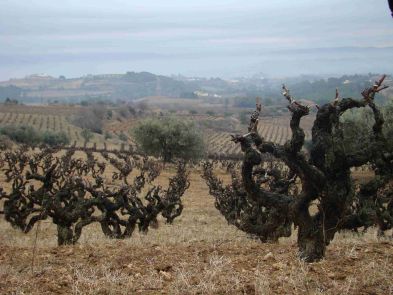 Celler Cal Costas