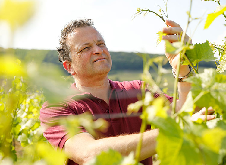 MEJS - Die Weinspezialisten